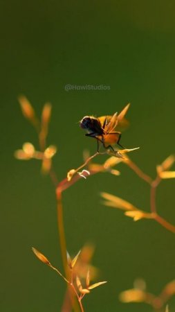 Fly Rubbing Hands #macro #fly #housefly #nature #photography