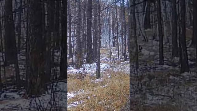 ЖИВОТНЫЕ СИБИРИ ФОТОЛОВУШКА #shorts смотреть онлайн