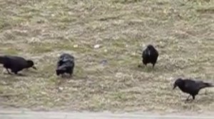 Грачи (замедленная съёмка)