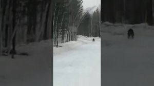 Медведь на лося нападает