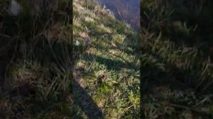 Гуси боятся воды 😂