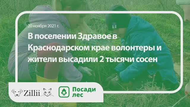 Посадка леса в Краснодарском крае 20 ноября 2021 года