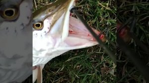 У щуки меняются зубы