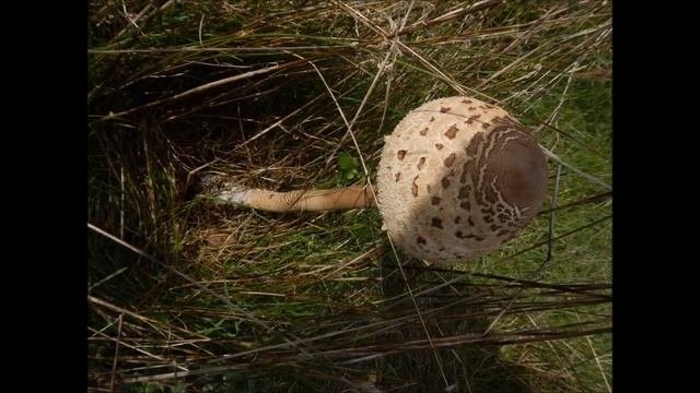 Macrolepiota Procera at Plessia Village!!!! смотреть онлайн