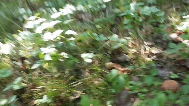 30 -жара а мы собираем подосиновики!!!