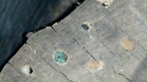 Домик для осмий (одиночные пчелы)