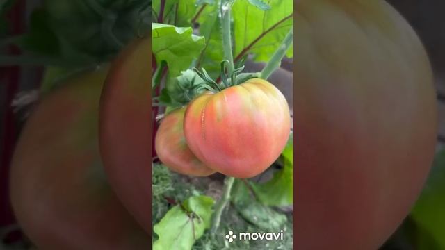 Первые созревающие сорта помидор в теплице.Киров 16 июля 2023г смотреть онлайн