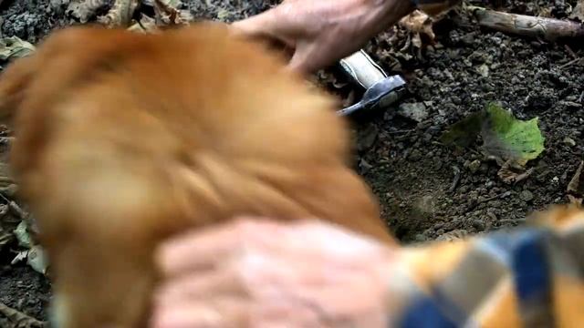 Truffle hunting in Piedmont Italy