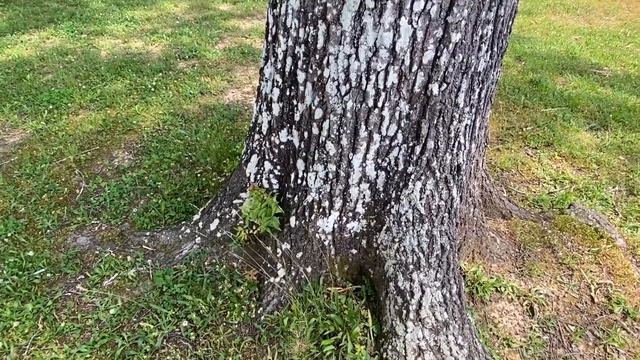 V9_Talking Trees with Lee (Lichen Growth) смотреть онлайн