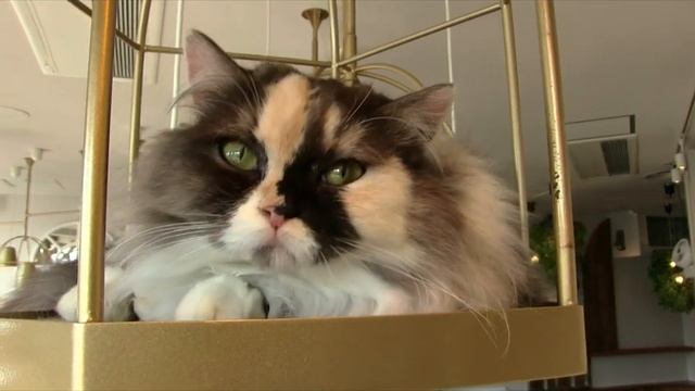 New World Kitchen : Food Trip Japan #2, Cats & Yakitori I Chef Cyril Rouquet-Prévost смотреть онлайн