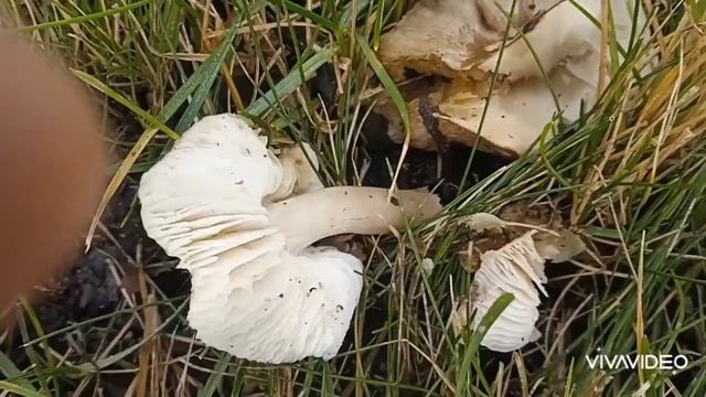 ГРИБЫ🍂11ноября🍁МНОГО РАЗНЫХ ГРИБОВ смотреть онлайн