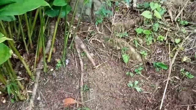 Panen APH, Agensia Pengendali Hama Entomopatogen Metarizhium Anisopliae смотреть онлайн