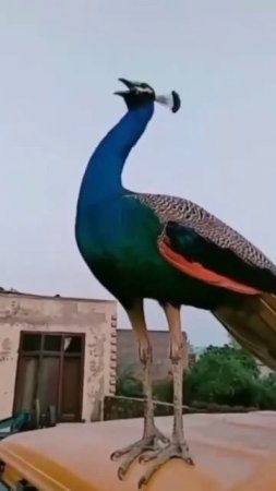 Amazing peacock sound 🦚🦚🦚🦚🦚🦚🦚🦚🦚🦚🦚🦚🦚🦚🦚🦚