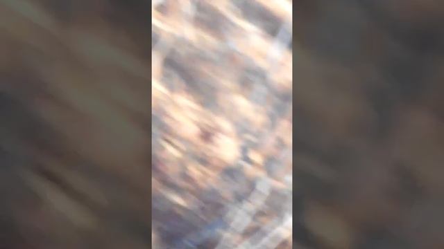 Как мы сходили с мамой за грибами а нашли белочку!!