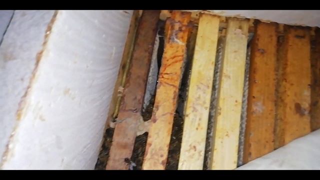 Зимовка в начале  марта. 02.03.24