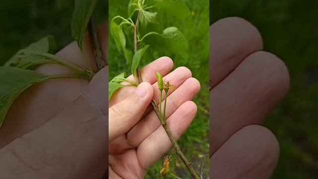 Тафрина сливовая (кармашки сливы) смотреть онлайн