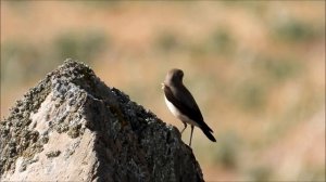 Tapuit, Oenanthe oenanthe, Northern Wheatear, Collalba gris, Кам'янка звичайна, أبلق شمالي, 穗䳭.