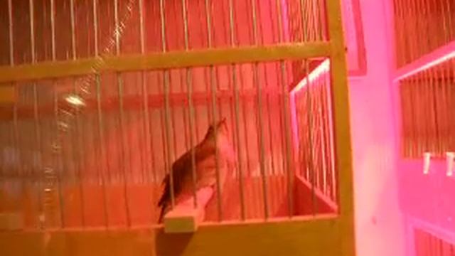 соловей смотреть онлайн