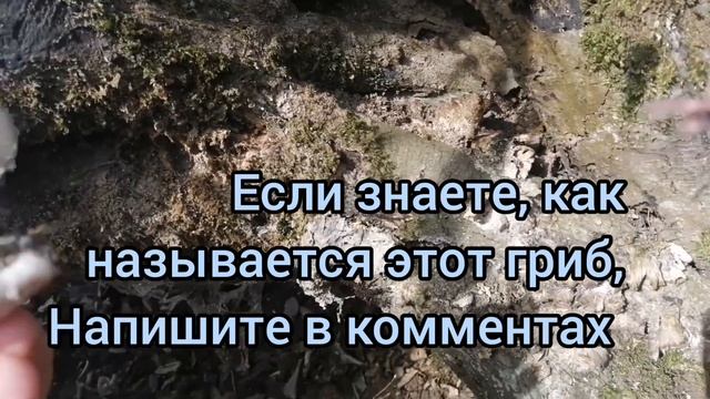 Вкусный сезон черемши открыт. 30.03.2021.г. смотреть онлайн