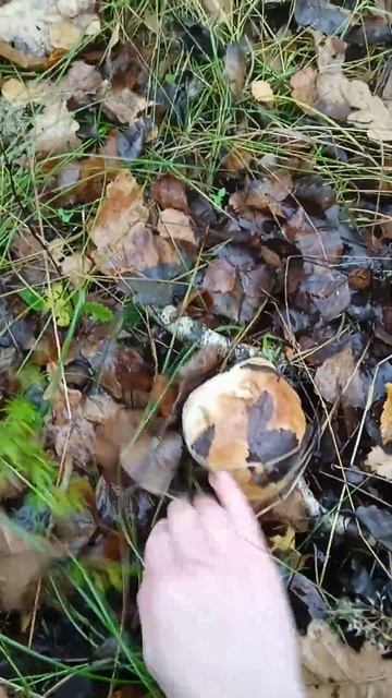 закрываю грибную охоту. смотреть онлайн