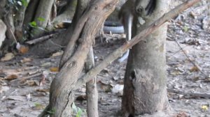 Monkey giving birth, Pregnant monkey giving birth, Monkey nearly give a birth, Tourist Monkey Ep 20