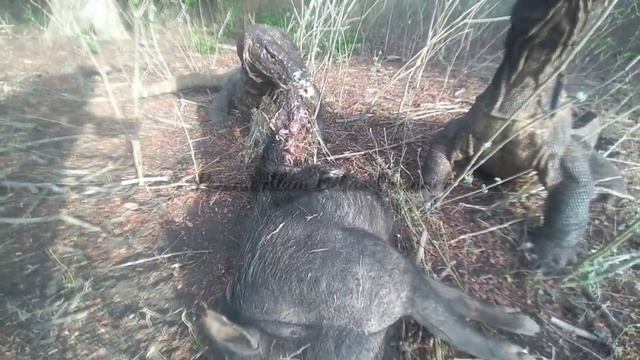"New" komodo dragon preys on big wild boar