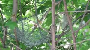 Булбул сайраши