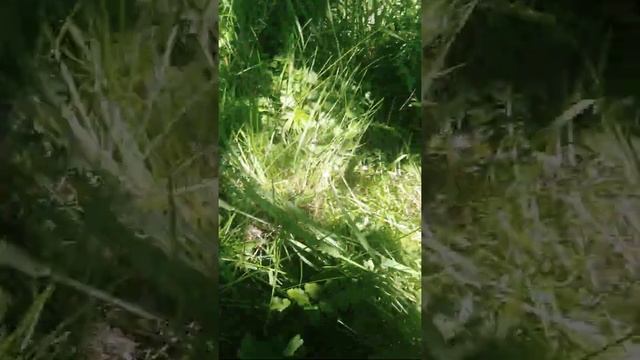 Долгожданная походка по грибы(2) смотреть онлайн