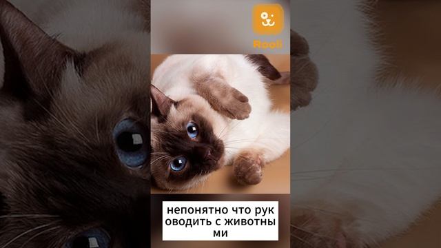 Тайская кошка  #тайские  #кошки  #котёнок  #домашние_питомцы  #породистыекотята #коты