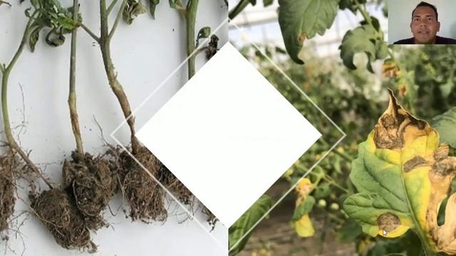 enfermedad en tomate alternaria solani (tizón temprano)