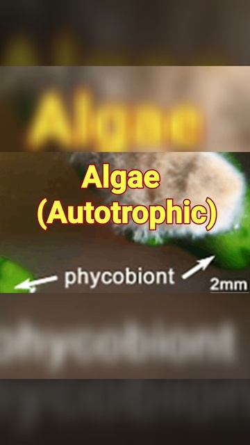 105 #NEET__Lichens(Symbiosis) (Phyco & Myco)(याद करें) смотреть онлайн