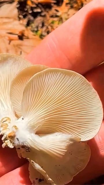 Вешенка лёгочная Pleurotus pulmonarius short #shorts