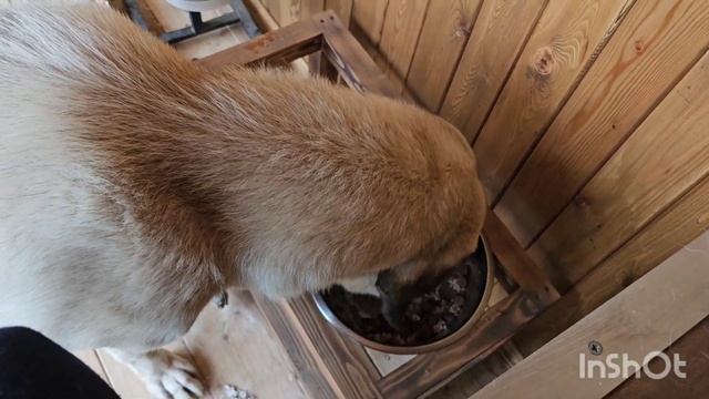 Намордники для кангалов. Часть 1. Локи.