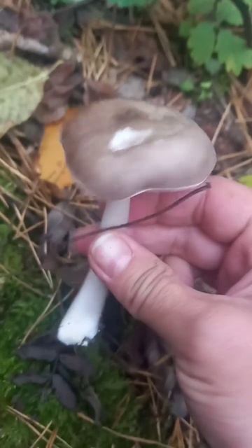 ❗Как выглядит плютей олений❗ #shorts #video #nature #fun #funny #грибы #лес #shortsvideo #short смотреть онлайн