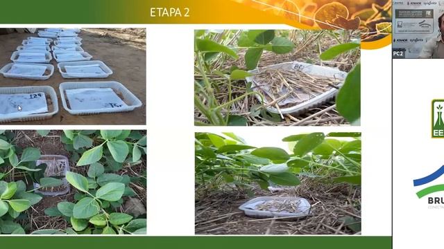 EEAOC - Panorama Sanitario del cultivo de la soja: Enfermedades