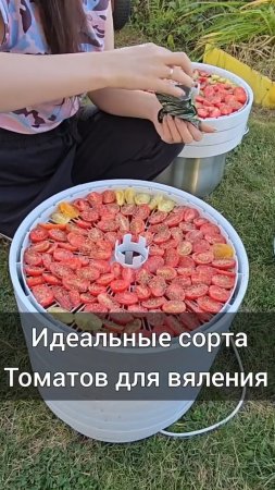 Сорта томатов для вяления