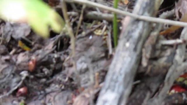 оранжевая полянка смотреть онлайн