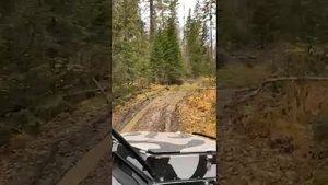 сокол , болотоход , настоящее бездорожье