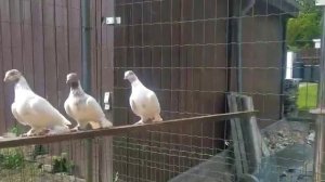 таджикские голуби Андрея друга Ивана с Билефельда 2021год.