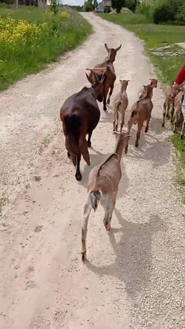 Ночка и семеро козлят смотреть онлайн