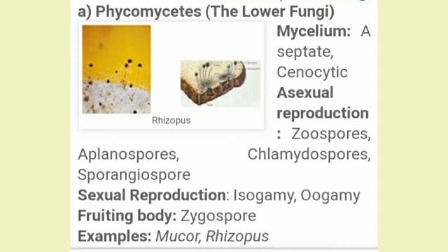 KINGDOM FUNGI /Chapter 2/Class11 смотреть онлайн