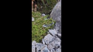 Мох, лишайники в ландшафтном дизайне | SEVERLAND