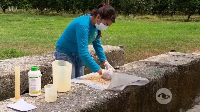 Métodos para eliminar hormiga arriera con hojuela de avenas