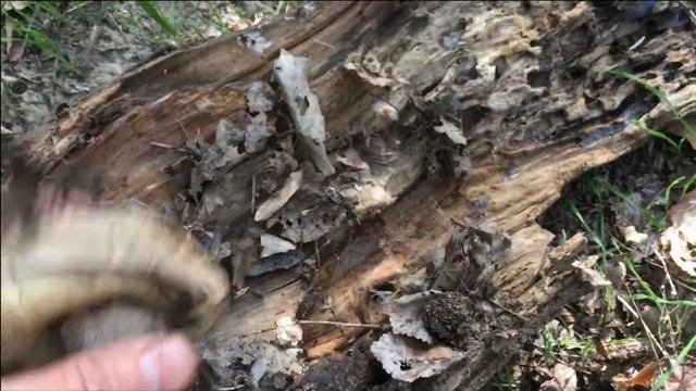 Грибы играют в прятки смотреть онлайн