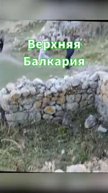 #черекскоеущелье #кбр #верхняябалкария #кабардинобалкария #красивыеместа #кавказ #shorts #врек