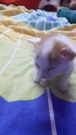 a small kitten got cat flu virus