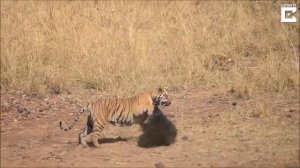 Бой тигра с медведем.