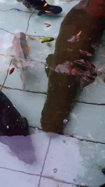 Arapaima Gigas In My Fish Pond#shorts #arapaima #catfish #bawal #turtle