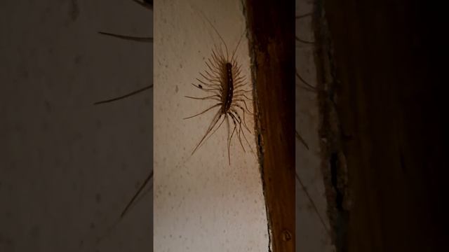 Predatori nella notte: la SCUTIGERA смотреть онлайн