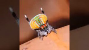 Peacock spider (or )Scientific name~Maratus volans